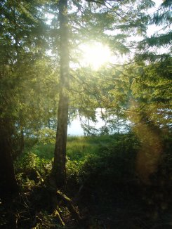 Sunlight through the trees